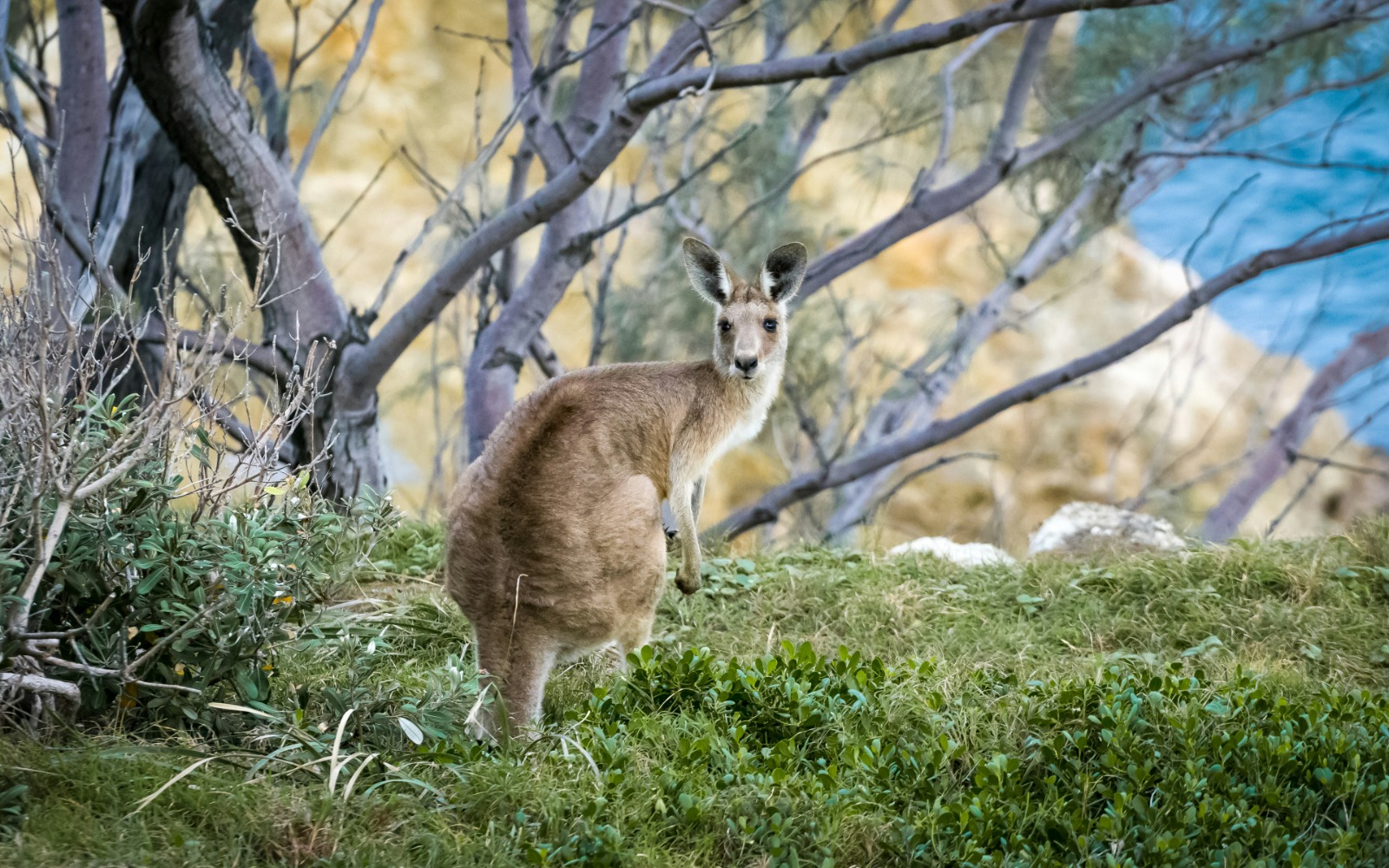 Why would an Australian visa be rejected?
